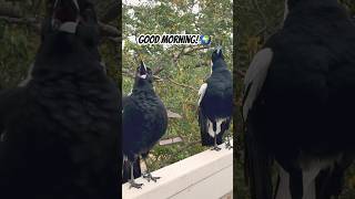 Amazing Australian Magpie Sings Then Sneezes 🤧 Astonishing [upl. by Gilcrest]