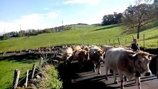 Comment léleveur choisitil ses vaches [upl. by Felipe871]