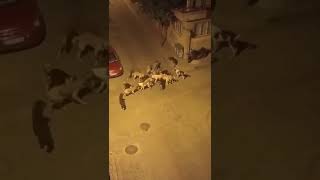 Aydında sokak köpekleri kediyi parçaladı [upl. by Edana309]