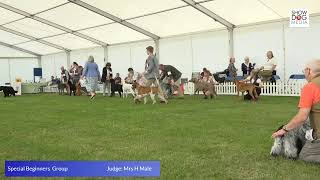 Paignton 24 day 2 Special Beginners Gundog [upl. by Nodroj650]