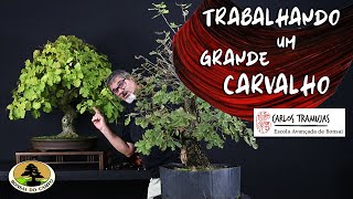 O GRANDE CARVALHO QUERCUS ROBUR [upl. by Luci]