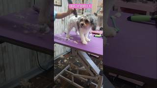 Cavachon dog grooming haircut groomer [upl. by Nahsrad922]