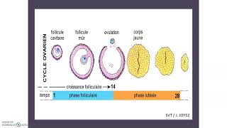 Cycle menstruel cycle ovarien et développement folliculaire [upl. by Aihsyla851]