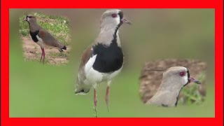 Tero Canto  Southern Lapwing Song Southern Lapwing Call Southern Lapwing  Vanellus Chilensis [upl. by Lemuel]