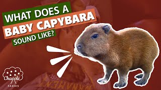 What does a baby capybara sound like [upl. by Burris]