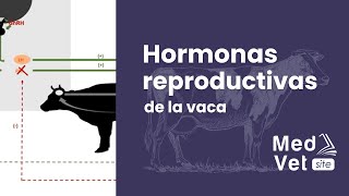 Hormonas Reproductivas en la Vaca [upl. by Aihtiekal]