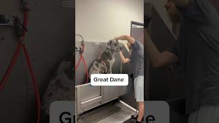 This Dane was pretty great 🐾 greatdane dogbath tutorial eqyssgroomingproducts [upl. by Elakram346]