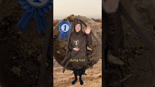 The dung beetle olympics comedy music parody of Kung Fu Fighting by Carl Douglas [upl. by Esilehc92]