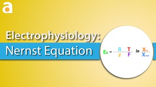 Electrophysiology Nernst Equation [upl. by Oicaro]