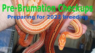 2022 Breeding Plans and PreBrumation Health Checks for Cornsnakes and Black Rat Snakes [upl. by Aseela99]