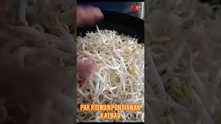 kecambah hasil dari perajin pemula kacanghijau [upl. by Haneen]