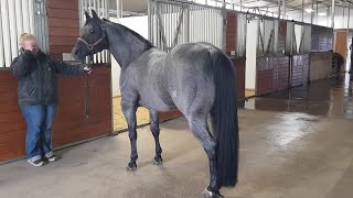 Visita a Cedar Ridge Stallion Station en Whitesboro Texas [upl. by Nonnag246]