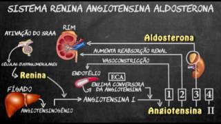 Sistema renina angiotensina aldosterona [upl. by Adnih]