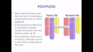 What is Polyploidy [upl. by Acissej]