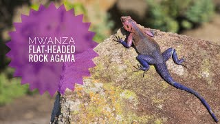 Mwanza flat headed rock agama 🦎 [upl. by Ordnagela]