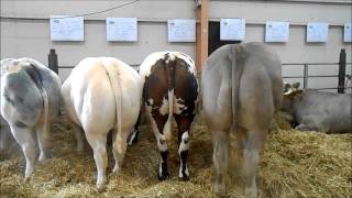 les bovins  la ferme en fête dalençon 2014 [upl. by Alien604]