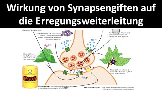 Wirkweise von Synapsengiften  Nervengiften auf die Erregungsweiterleitung Neurobiologie 55 [upl. by Ettenil]