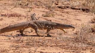 GIANT LIZARD ANYONE   The Goanna australia goanna wildlife [upl. by Aivun14]