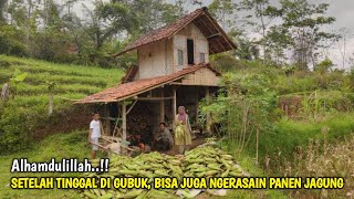 Wow Setelah Memilih Tinggal di Gubuk Pinggir Hutan Akhirnya Bisa Merasakan Hasil Bercocok Tanam [upl. by Dasya981]