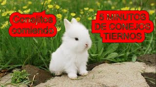 🐇🥕Tiernos Conejitos Comiendo Durmiendo y Jugando 🐰  Vídeo de Conejos Adorables [upl. by Jami]