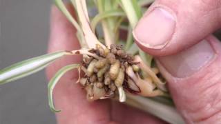 Propagating Spider Plants [upl. by Kubis]