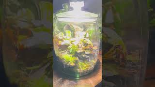 DIY Ecosphere youtubeshort ecosphere fyp [upl. by Sunshine]