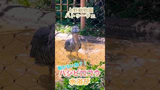 動かない鳥が動いた？！ハシビロコウの水浴び shorts ハシビロコウ 上野動物園 水浴び 動かない鳥 [upl. by Velick]