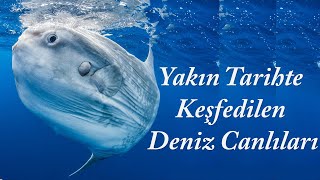 Yakın Zamanda Keşfedilen Deniz Canlıları [upl. by Persson]