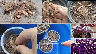 Butterfly कसरी रोप्ने र हेरचाह गर्ने  How To Grow And Care For Oxalis triangularisfalse shamrock [upl. by Breeze142]