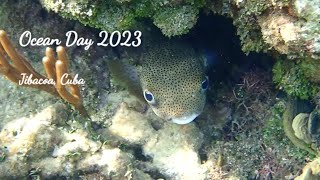 Snorkeling in Jibacoa Cuba [upl. by Anitram]