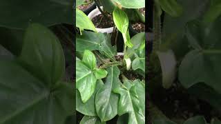 Philodendron Squamiferum philodendron aroid houseplants [upl. by Elreath]