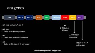 Arabinose Operon  ara Operon [upl. by Meyers134]