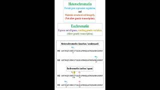 Regulation Heterochromatin and Euchromatin in Gene Expression geneticteacher [upl. by Tutto]