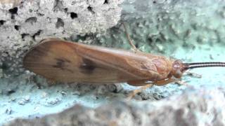 Great Brown Autumn Sedge Caddisfly Limnephilidae Pycnopsyche Closeup [upl. by Adnawahs]