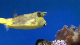 Longhorn Cowfish  Lactoria cornuta [upl. by Hurlow]