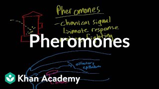 Pheromones  Processing the Environment  MCAT  Khan Academy [upl. by Nauqaj]