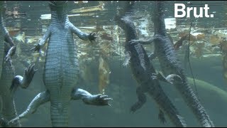 Le Gavial du Gange est le plus quotaquatiquequot de tous les crocodiliens [upl. by Htebasyle]