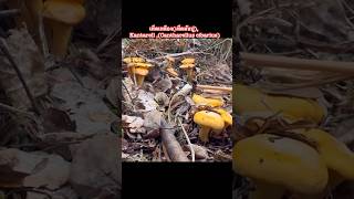 เห็ดเหลืองเห็ดมันปู Kantarell Cantharellus cibarius [upl. by Teillo121]