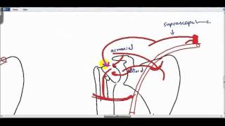 anastomosis around shoulder joint DR SAMEH GHAZY [upl. by Foster539]