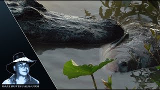 Alligator Eats Fish 02 Footage [upl. by Ruskin813]