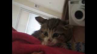 Kitten hisses and growls at himself in the mirror [upl. by Acim]