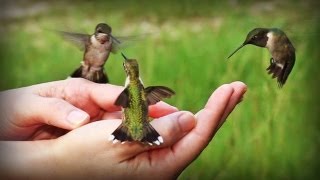 The hummingbirds [upl. by Tyson]