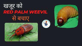 खजूर का रेड पाम वीविल कीट और इसके बचाव के उपाय Red Palm Weevil pest of Date palm and management [upl. by Helfant771]