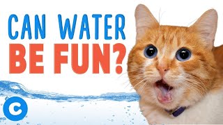 Why Do Cats Hate Water  Chewy [upl. by Imis]