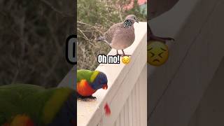 Lorri eats an Apple 🍏 15 cute Birds Tricks [upl. by Herrera]