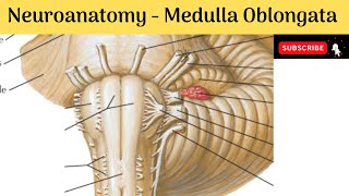 Medulla Oblongata  External Features  Internal features  Blood Supply  Clinical correlations [upl. by Hylton]