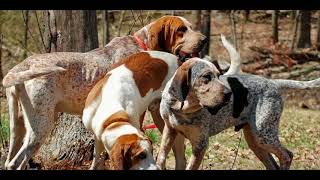 American English Coonhound Dog breed [upl. by Demmy]