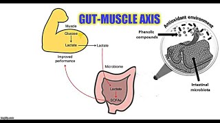 How Exercise Improves Gut Microbiome [upl. by Bertha]