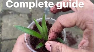 How to Propagate Yucca from Cuttings EasyMethodI [upl. by Fini]