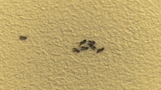 Video capturing ant traffic pattern goes viral [upl. by Kerman391]